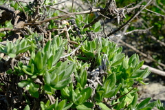Helichrysum dasyanthum