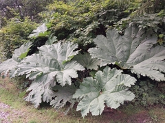Gunnera