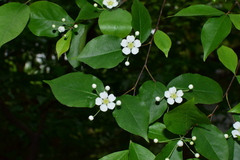 Photinia parvifolia