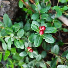Vaccinium vitis-idaea