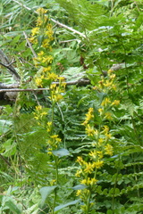 Solidago macrophylla