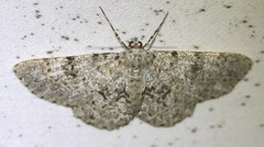 Thallogama corticola