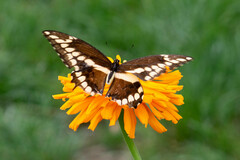 Heraclides cresphontes