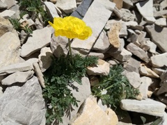 Papaver alpinum