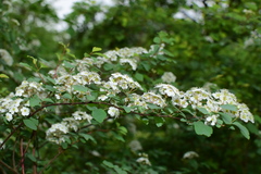 Spiraea blumei