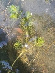 Myriophyllum
