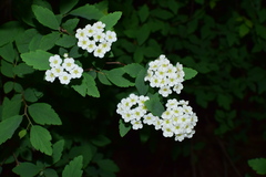 Spiraea blumei