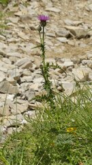 Carduus defloratus
