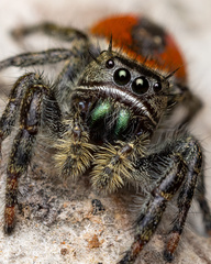 Phidippus carneus