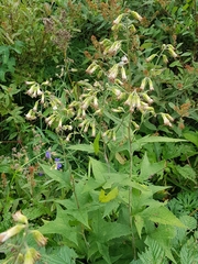 Parasenecio hastatus