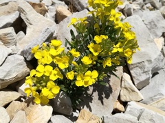Erysimum humile