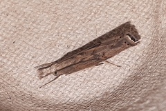 Parapediasia teterrellus