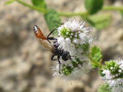 Prionyx lividocinctus