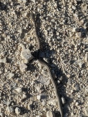 Coluber constrictor