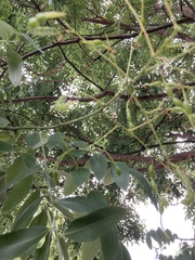 Styphnolobium japonicum