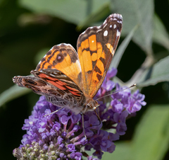 Vanessa virginiensis