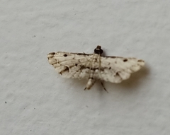 Sufetula