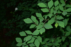 Spiraea blumei