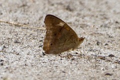 Junonia coenia coenia