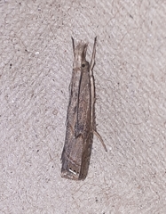 Parapediasia teterrellus