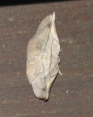 Xenomusa metallica