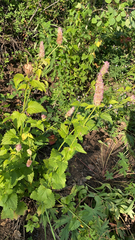 Agastache urticifolia