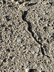 Coluber constrictor