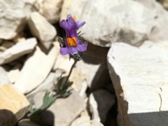Linaria alpina alpina