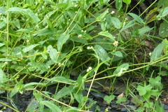 Persicaria sagittata