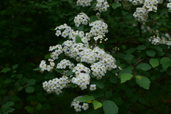 Spiraea blumei