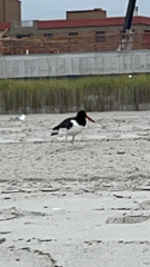 Haematopus palliatus