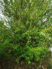 Salix × fragilis