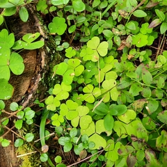 Oxalis acetosella