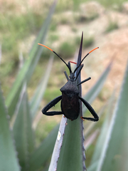 Acanthocephala thomasi