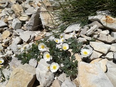 Ranunculus seguieri seguieri
