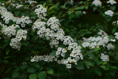 Spiraea blumei