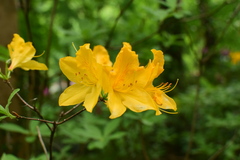 Rhododendron molle