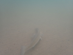 Menticirrhus undulatus