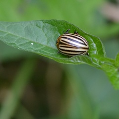 Leptinotarsa decemlineata
