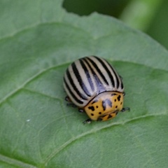 Leptinotarsa decemlineata