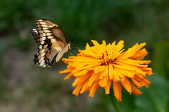 Heraclides cresphontes