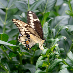 Heraclides cresphontes