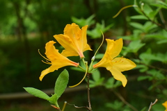 Rhododendron molle
