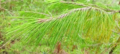 Pinus patula