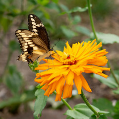 Heraclides cresphontes