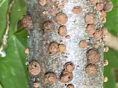 Hypoxylon fragiforme