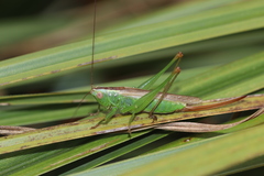 Conocephalus fuscus