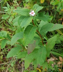 Spiraea flexuosa