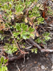 Arctostaphylos uva-ursi