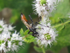 Prionyx lividocinctus